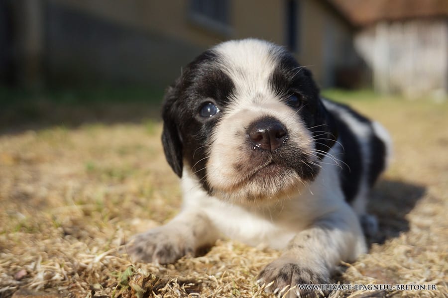 Chiot de la portée Tr. Upso × Parwen