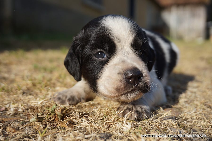 Chiot de la portée Tr. Upso × Parwen