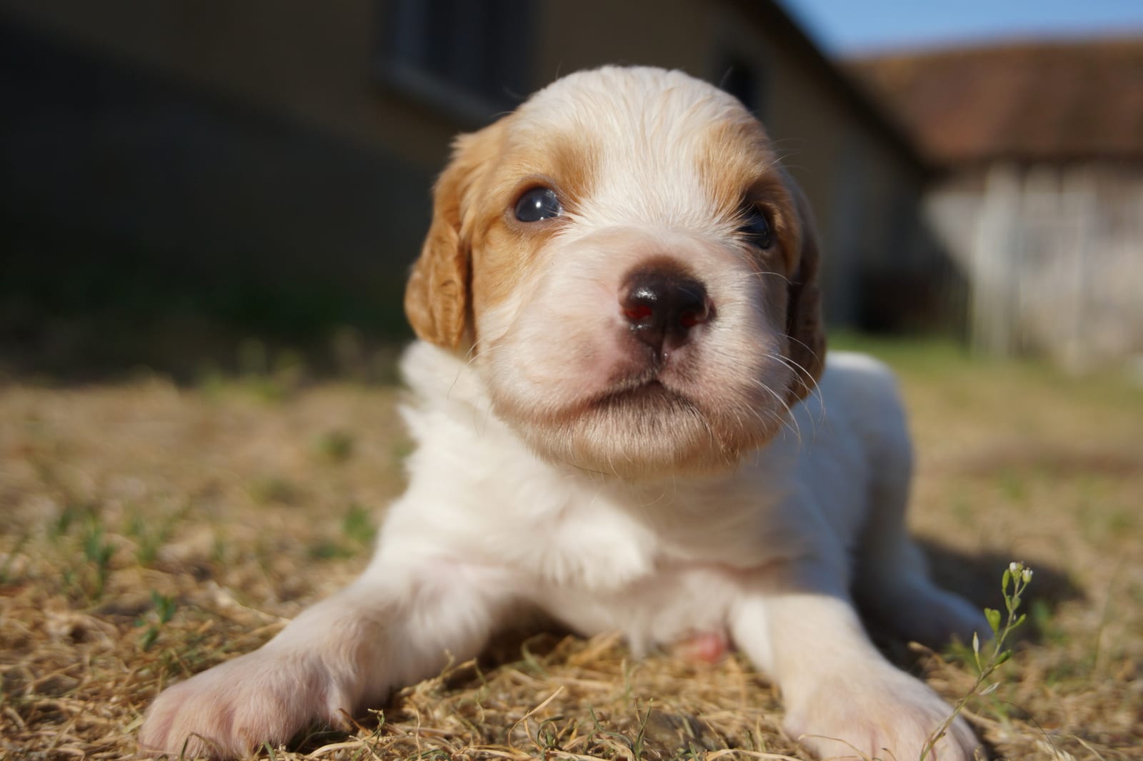 Chiot de la portée Vidoc × Uka
