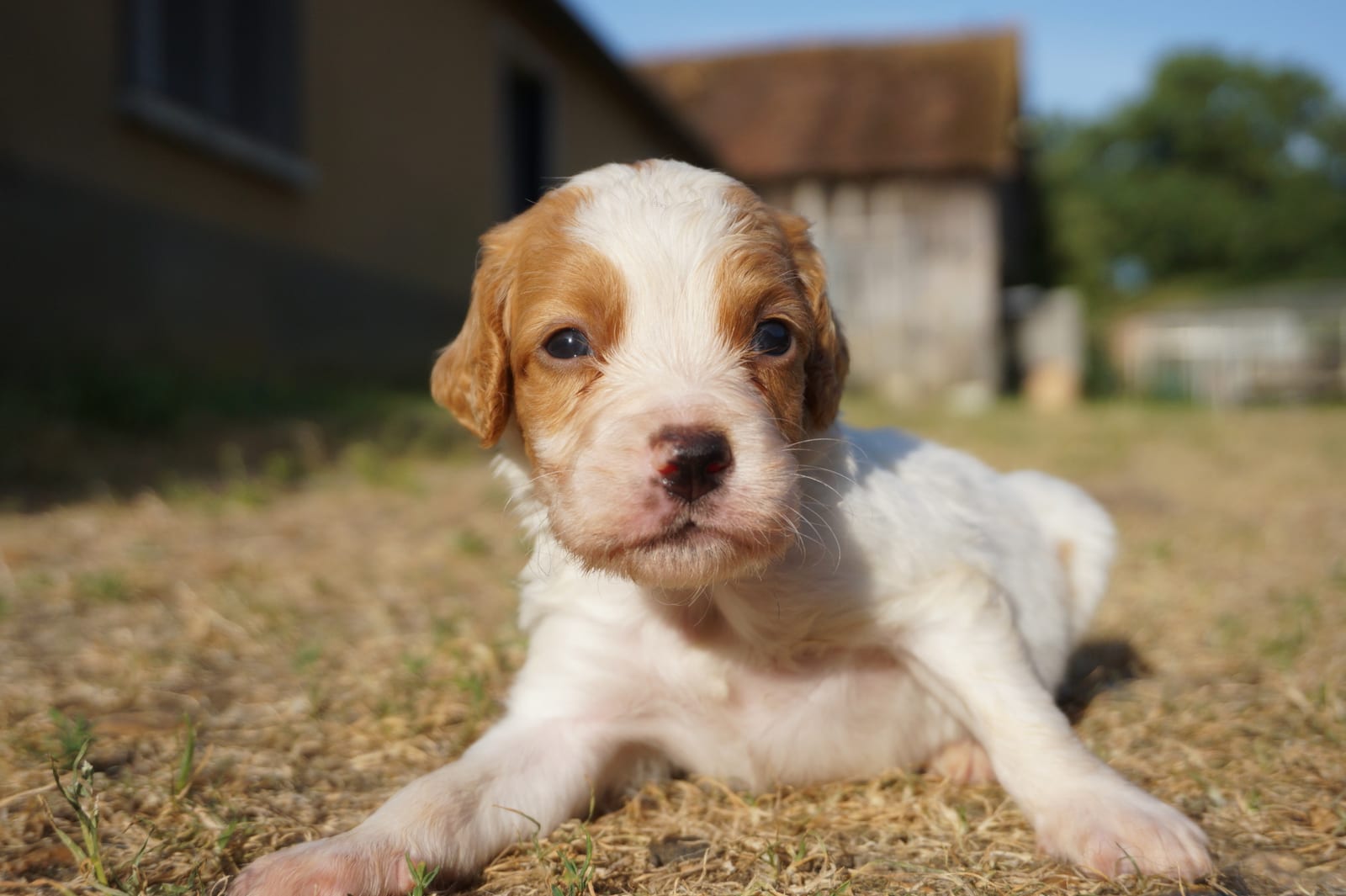 Chiot de la portée Vidoc × Uka