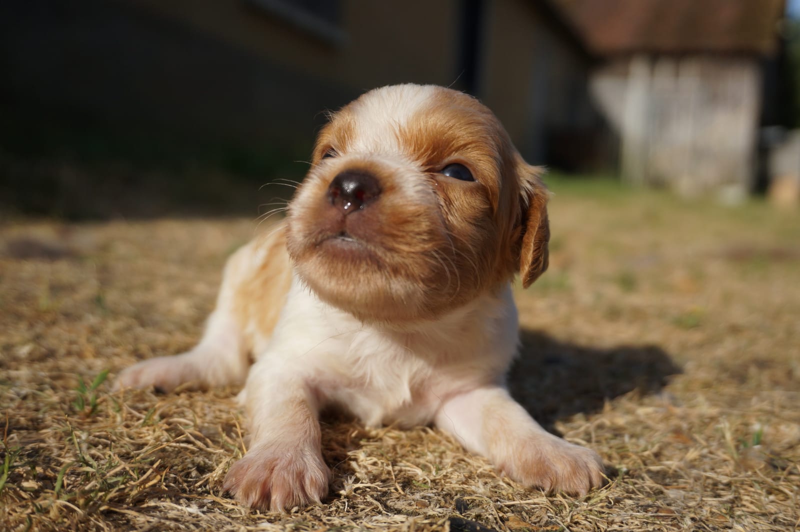 Chiot de la portée Vidoc × Uka