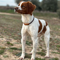 epagneul breton