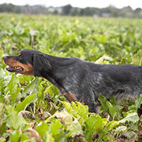 epagneul breton