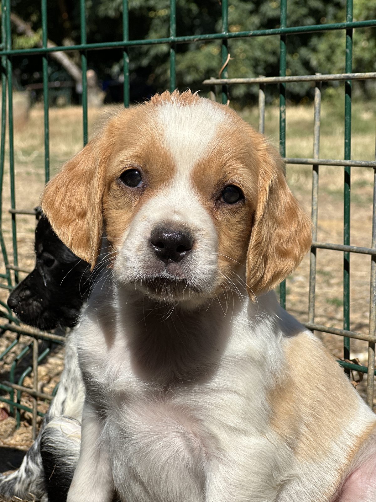 Chiot Épagneul Breton de la portée Vidoc × Uka au parc de l'élevage