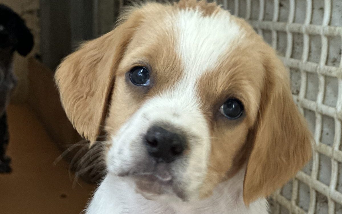 Le dernier mâle disponible de la portée Vidoc × Uka, chiot Épagneul Breton fauve orange panaché blanc