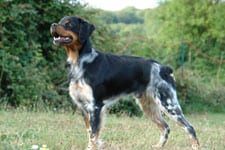Ch. Fédo des Marais du Piat